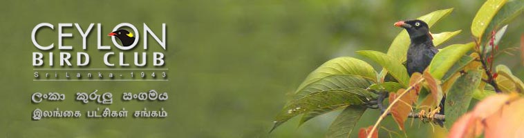 Ceylon Birdclub Forum